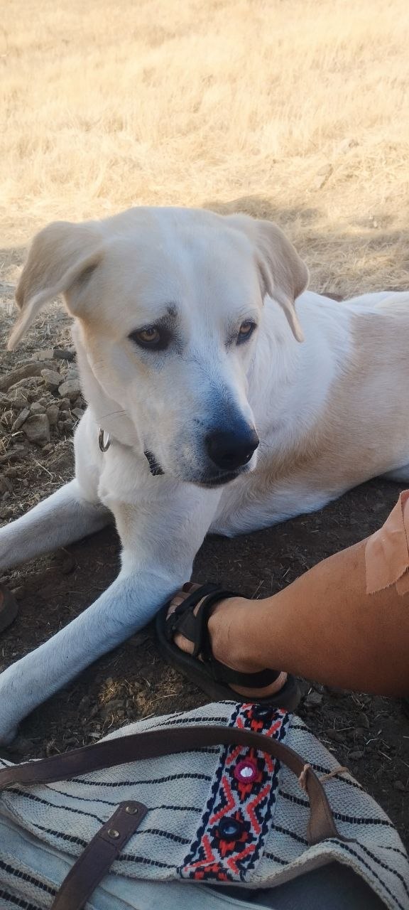 Hoy Max cumple dos años