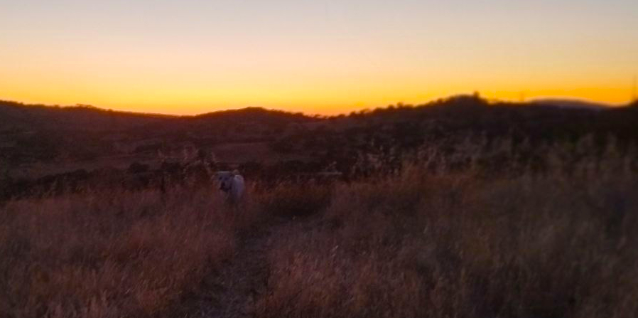 Max, el mastín maximalista, mira a la cámara buscando jugar mientras el Sol se oculta a su espalda.