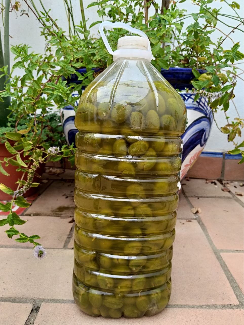 Aceitunas machás en salmuera para conservar a largo plazo. 80 gramos de sal por cada litro de agua, a poder ser de ma…