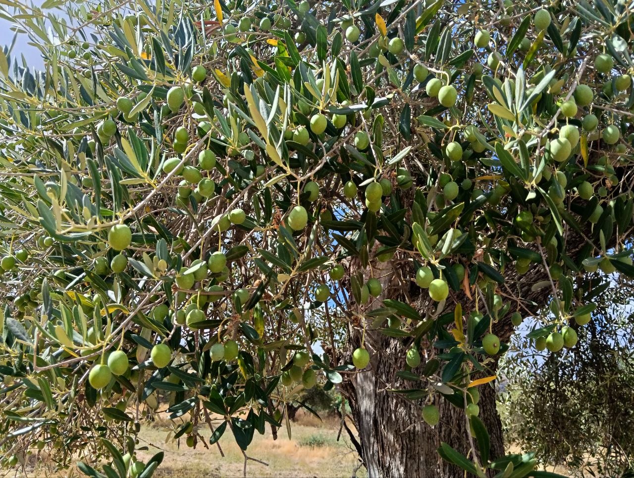 Olivos de la Candela cargados de aceitunas